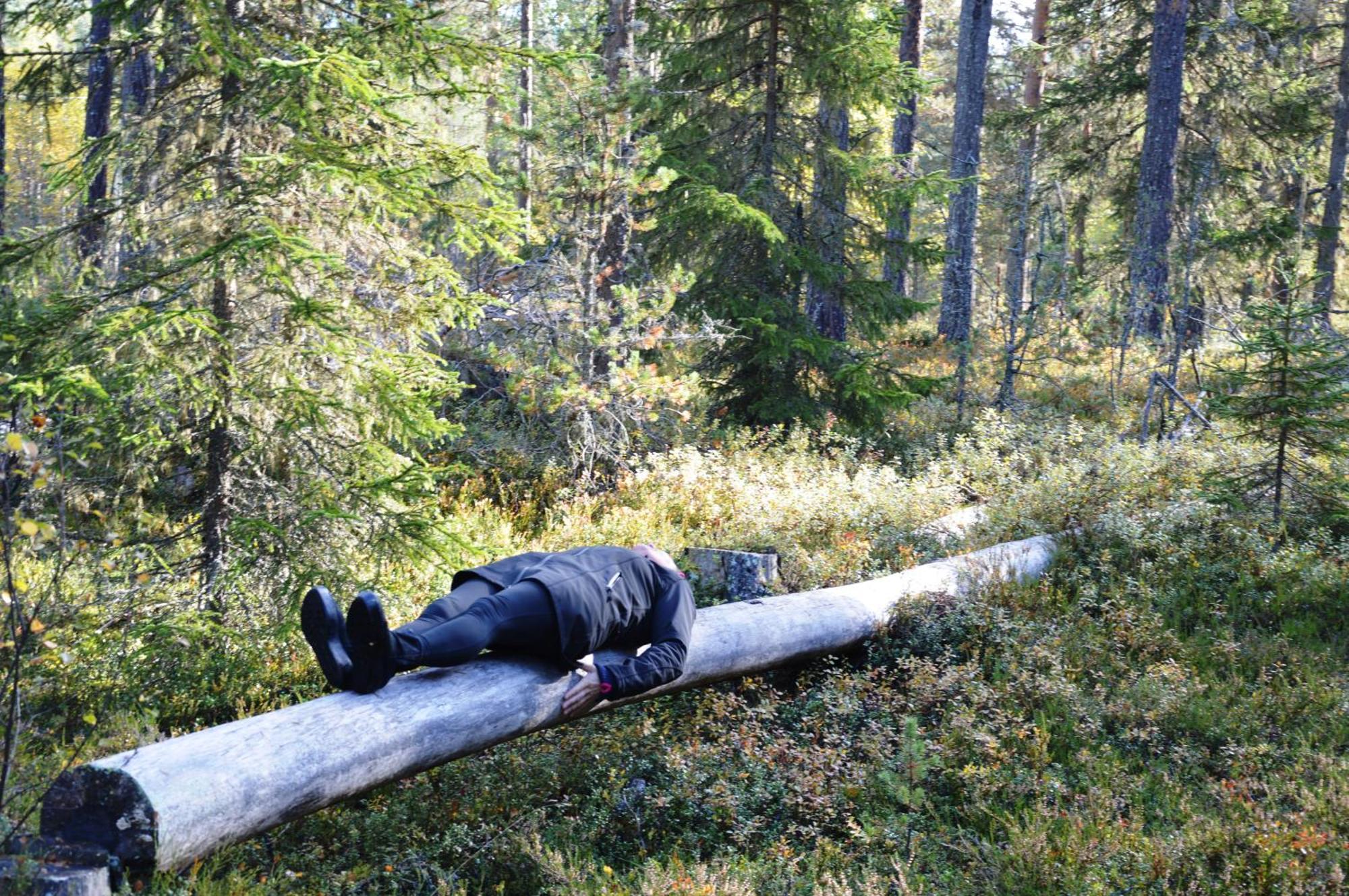 12 - Fulufjellets Nasjonalparker - Natur-, Dyre- Og Fugleopplevelser Ljørdal Kültér fotó