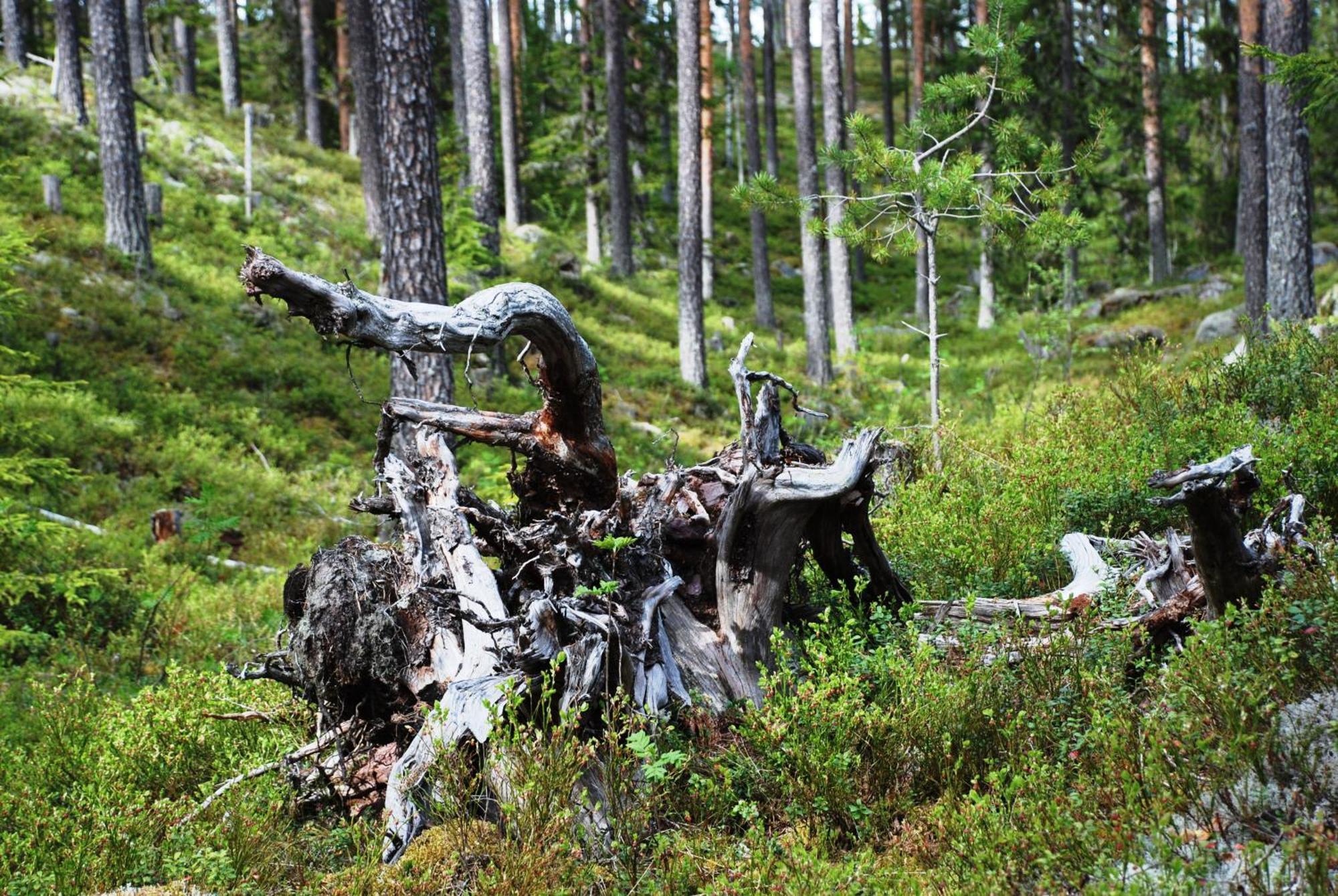12 - Fulufjellets Nasjonalparker - Natur-, Dyre- Og Fugleopplevelser Ljørdal Kültér fotó