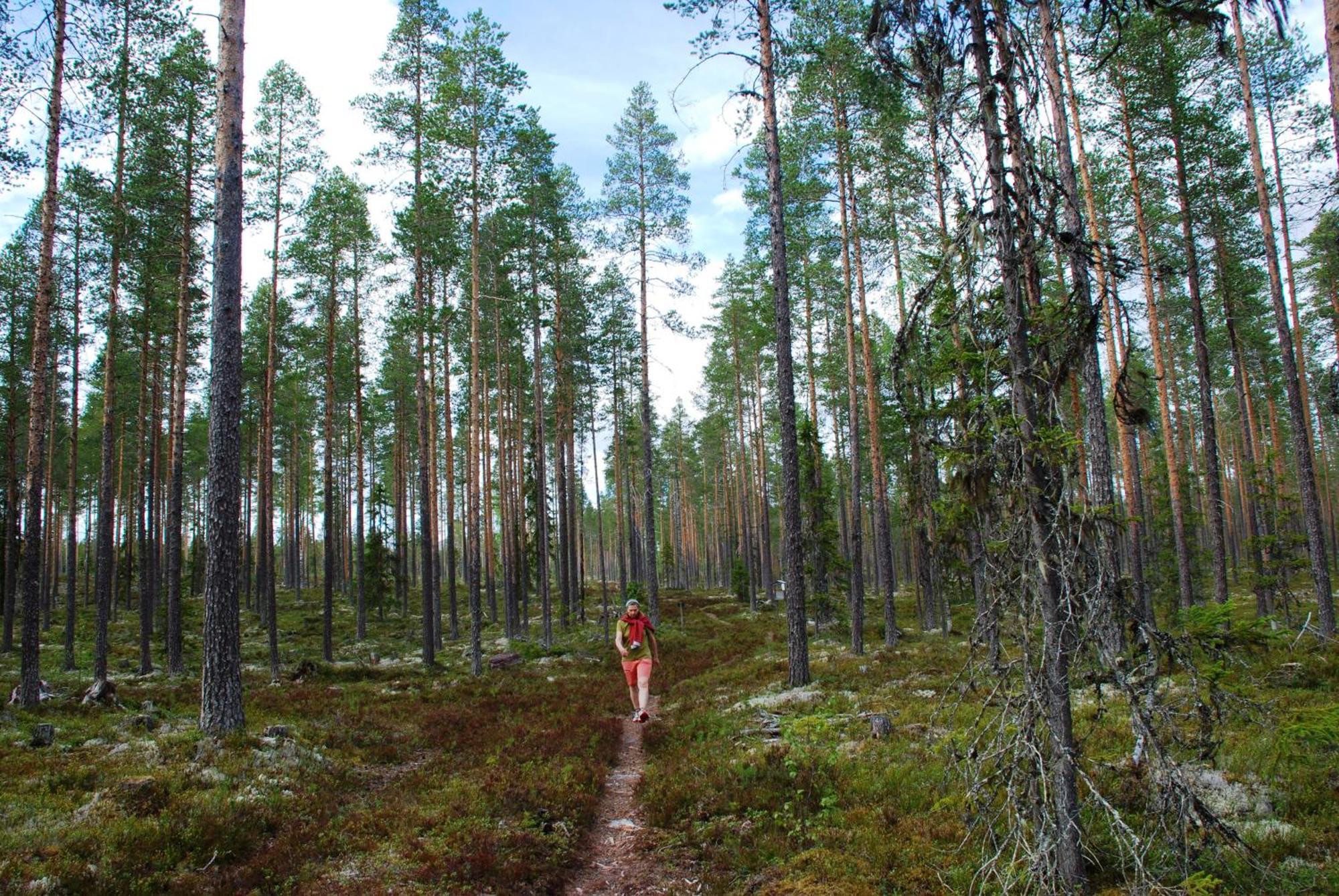12 - Fulufjellets Nasjonalparker - Natur-, Dyre- Og Fugleopplevelser Ljørdal Kültér fotó