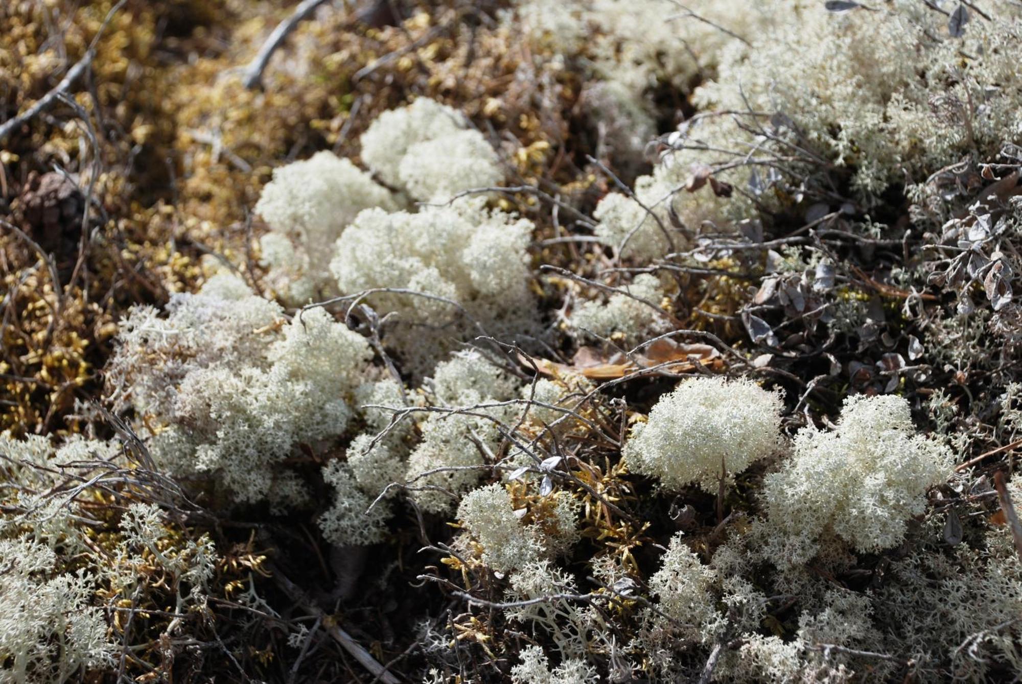 12 - Fulufjellets Nasjonalparker - Natur-, Dyre- Og Fugleopplevelser Ljørdal Kültér fotó