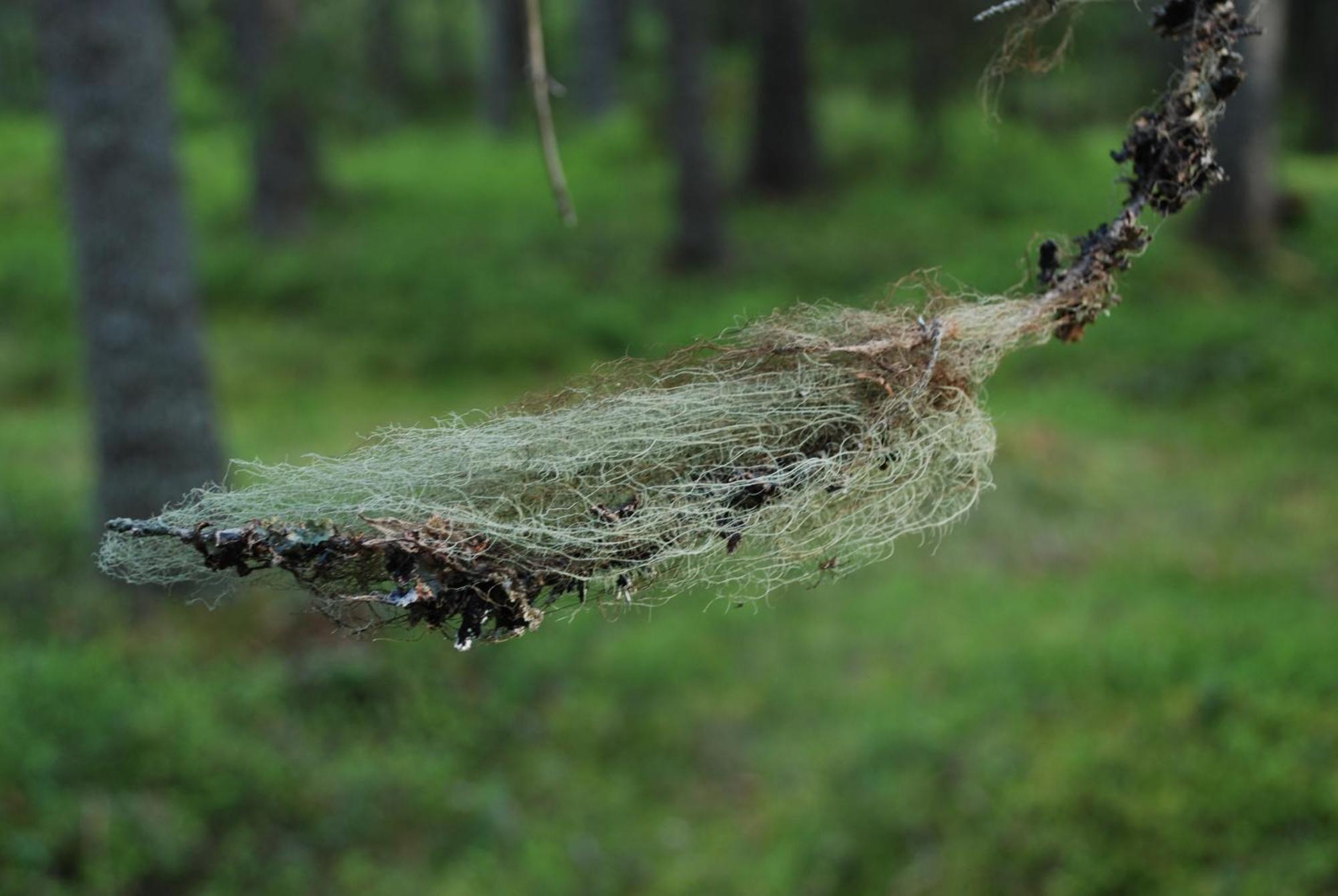 12 - Fulufjellets Nasjonalparker - Natur-, Dyre- Og Fugleopplevelser Ljørdal Kültér fotó