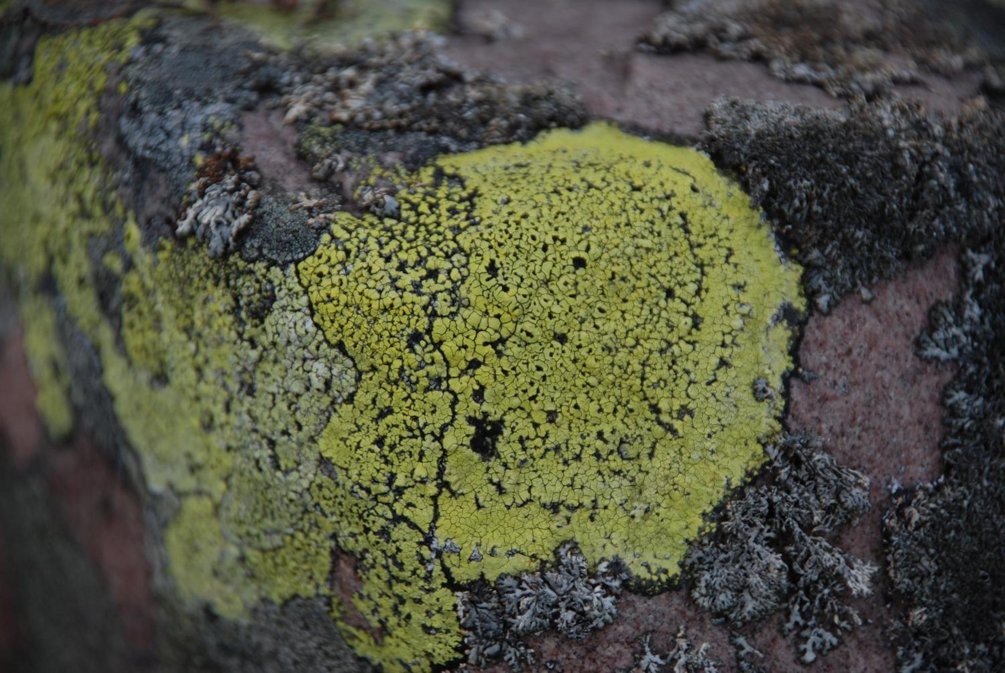 12 - Fulufjellets Nasjonalparker - Natur-, Dyre- Og Fugleopplevelser Ljørdal Kültér fotó