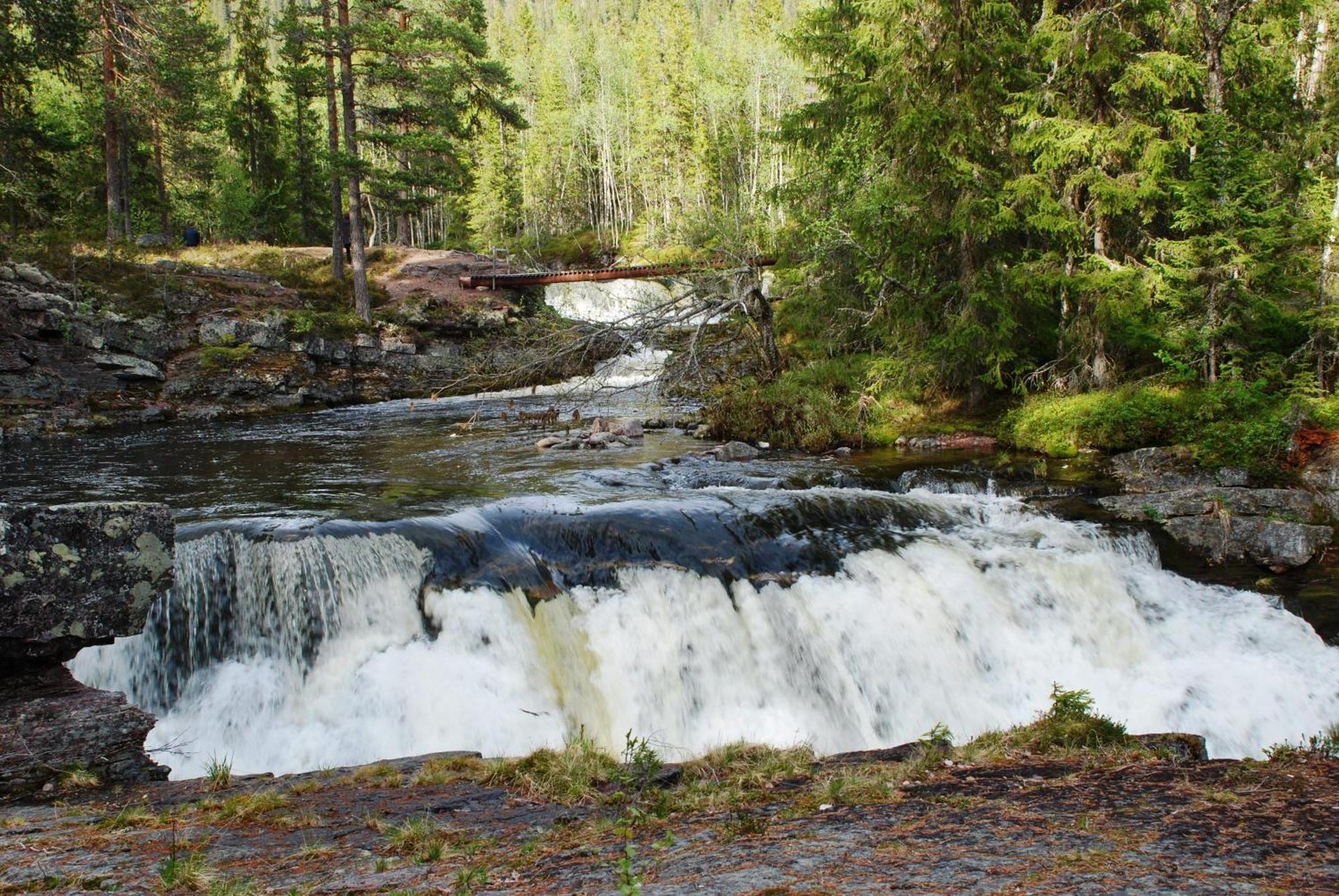 12 - Fulufjellets Nasjonalparker - Natur-, Dyre- Og Fugleopplevelser Ljørdal Kültér fotó